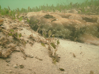 wobbegong