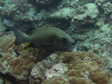 great barrier reef