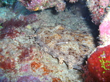 great barrier reef