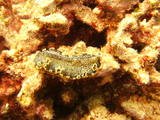 great barrier reef