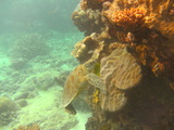 great barrier reef