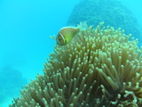 great barrier reef