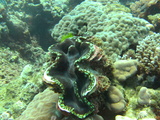 great barrier reef