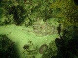 Interesting Fish