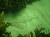Flounder