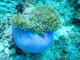 Clownfish