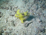 Yellow Frogfish