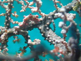 Pygmy Seahorse