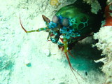 Mantis Shrimp