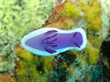 Nudibranch
