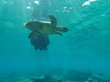 Swimming Turtle