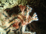 Decorator Crab