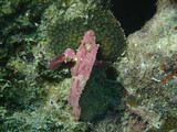 Purple Leaf Scorpionfish