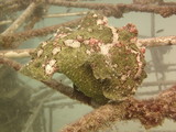 Green Frogfish